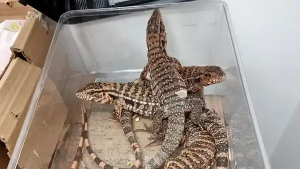 Mężczyzna został przyłapany na przemycie 186 egzotycznych zwierząt w walizkach na lotnisku, informują władze - INFBusiness