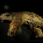 Naukowcy wyekstrahowali żywotny RNA ze szczątków mamuta włochatego