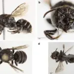 Odkryto nowy gatunek „pszczoły lucyferycznej” w Australii