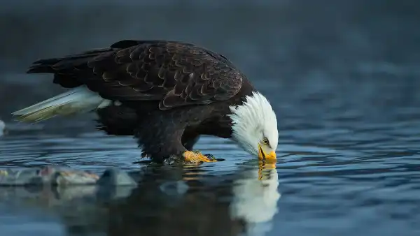 Wideo: Najważniejsze wiadomości Fox News Flash z 21 listopada Orzeł bielik zrzucił martwego kota na przednią szybę samochodu w dziwnym incydencie - INFBusiness