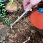 Mężczyzna został przyłapany na przemycie 186 egzotycznych zwierząt w walizkach na lotnisku, informują władze