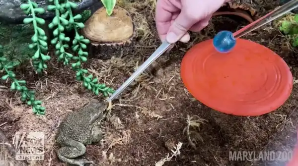 Mężczyzna został przyłapany na przemycie 186 egzotycznych zwierząt w walizkach na lotnisku, informują władze - INFBusiness