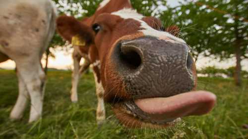 Postaraj się nie śmiać: żarty, w których każdy rozpozna siebie i swoich znajomych