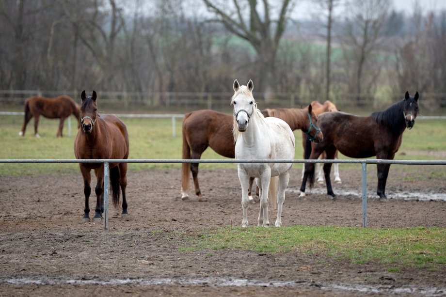 Stadnina Koni Janów Podlaski