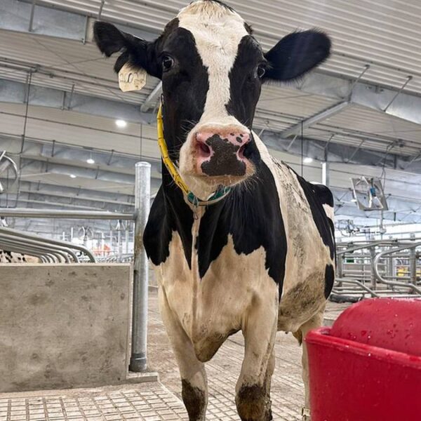 Hormony w wołowinie alarmują UE. Polska odpowiada.