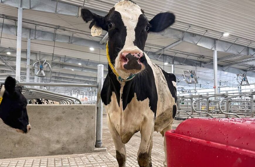 Hormony w wołowinie alarmują UE. Polska odpowiada.