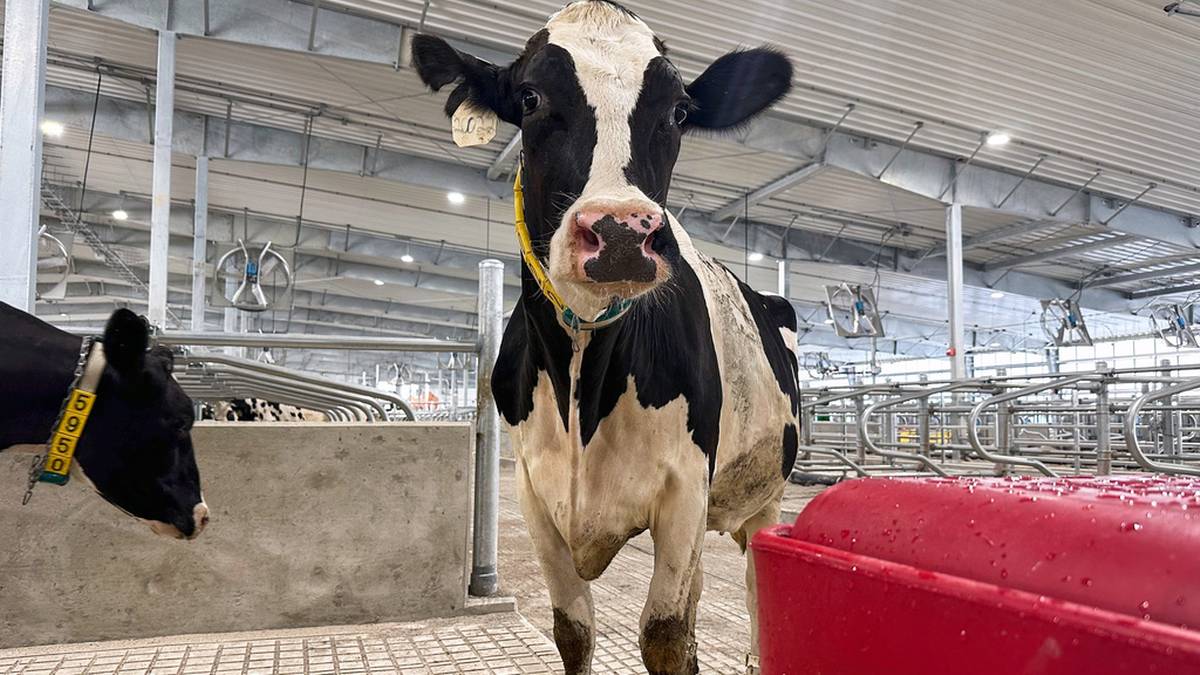 Czarno-biała krowa stojąca w oborze, z drugą krową widoczną po lewej stronie.