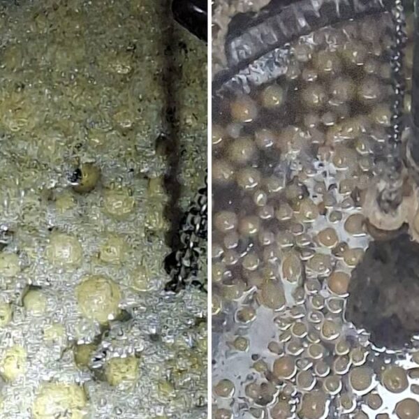 Tuziny donutów wylały się z odpływu. Zablokowały rury, wybuchł skandal.