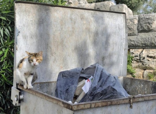 „Nurkowanie w śmieciach” – freeganizm… Czym jest?