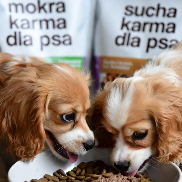 Najlepsza karma dla psa – jak wybrać idealne odżywianie dla zdrowia i energii pupila
