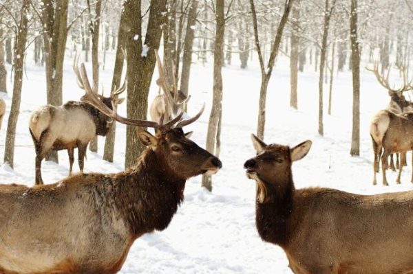 Dzień Trzech Świętych, Dzień Bazylego