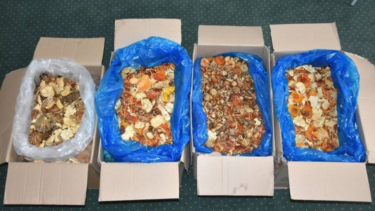 Oryginalne znalezisko na przejściu granicznym. Próba przemytu suszonych grzybów trujących. 1