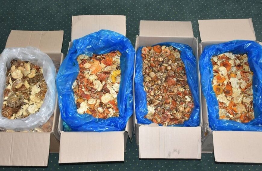 Oryginalne znalezisko na przejściu granicznym. Próba przemytu suszonych grzybów trujących.