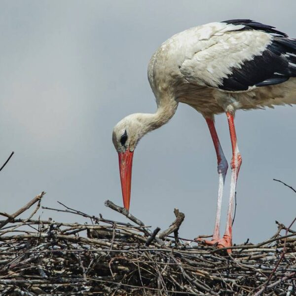 Popularny ptak powraca do kraju. Eksperci wyrażają zaniepokojenie.