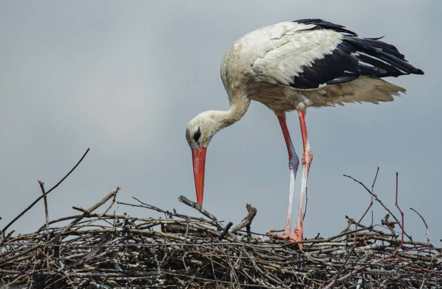 Popularny ptak powraca do kraju. Eksperci wyrażają zaniepokojenie.