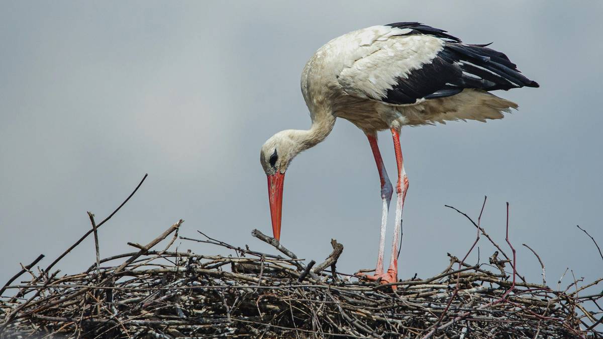 Bocian biały w gnieździe z gałęzi.