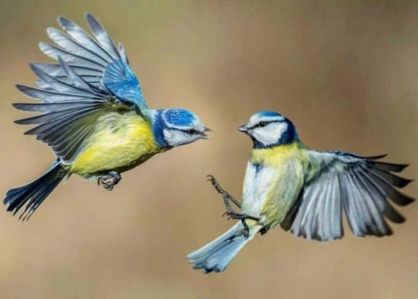 Dzień Grzegorza, Grzegorz Wskaźnik Wiosny