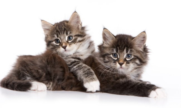 Polskie życie 71 Dzień Kota w Rosji