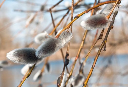 Jak powitali Filię Wiesnij?