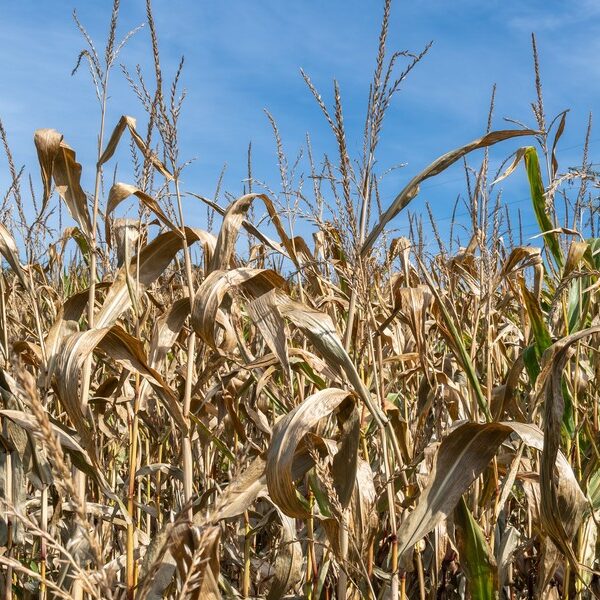 Jak przedsiębiorstwa mogą się zabezpieczyć przed kryzysami? Analiza raportu „Polska&hellip;