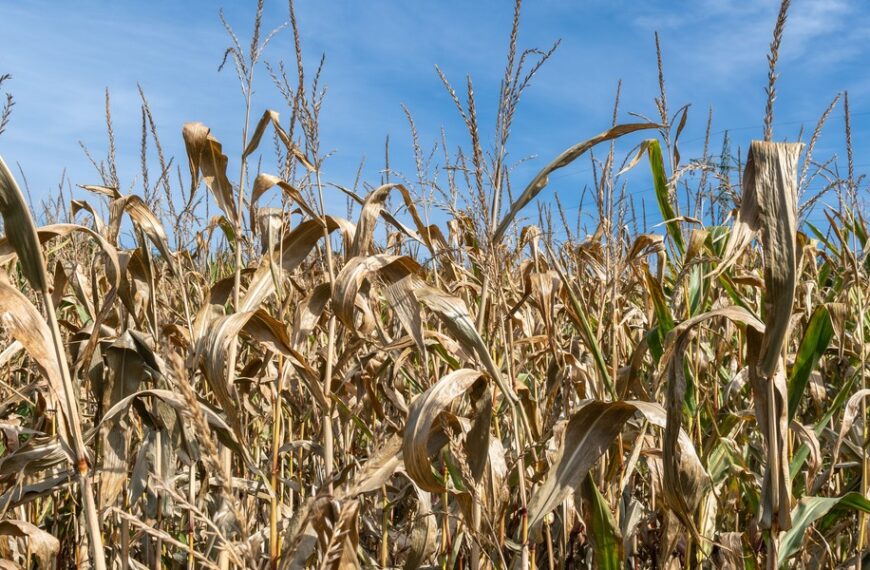 Jak przedsiębiorstwa mogą się zabezpieczyć przed kryzysami? Analiza raportu „Polska odporna i mocna”.