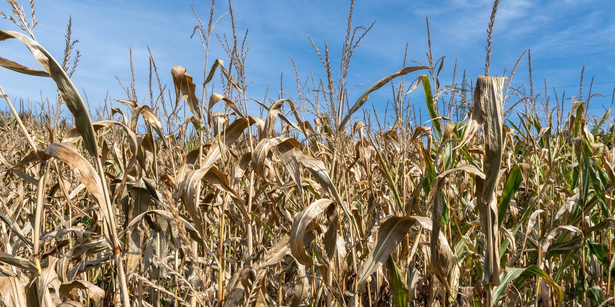 W wielu sektorach gospodarki skutki zmian klimatycznych są już widoczne w codziennym funkcjonowaniu firm. Jednym z najważniejszych problemów staje się dostęp do wody. Niedobory wody odpowiadają za znaczną część strat w rolnictwie.