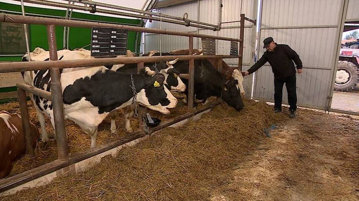 Wsteczne prawo? Drastyczna podwyżka danin dla rolników. 3 Rolnik podaje paszę krowom w oborze.