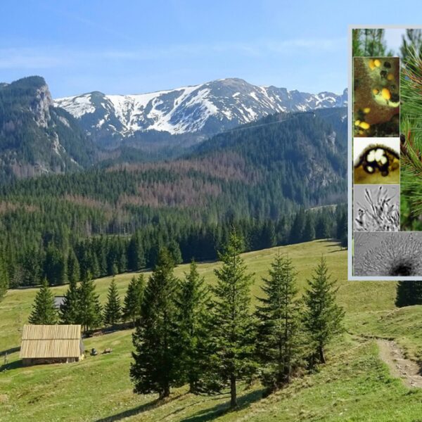 Nowy rodzaj grzyba znaleziony w Tatrach. Został nazwany.