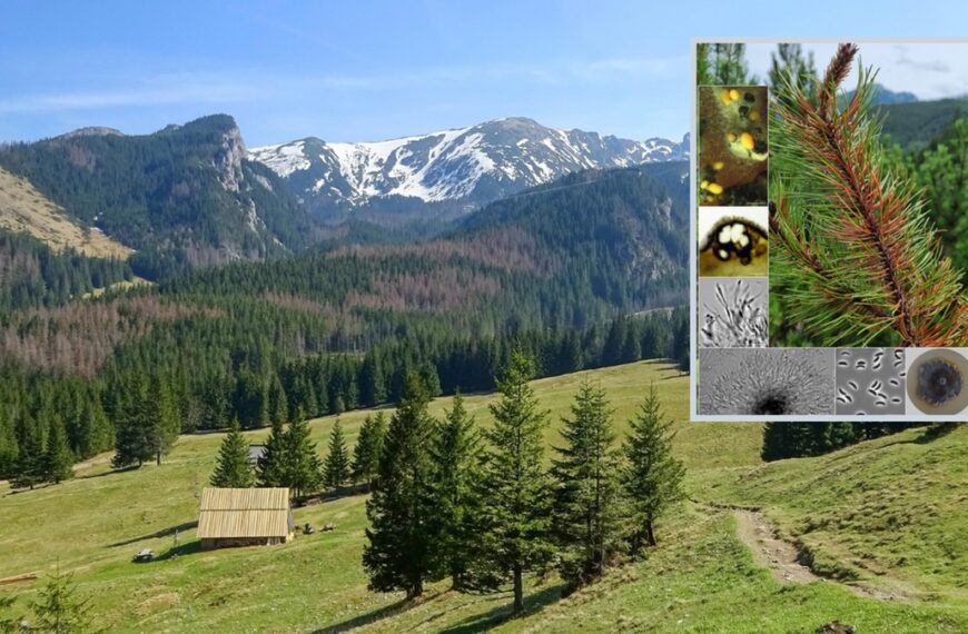 Nowy rodzaj grzyba znaleziony w Tatrach. Został nazwany.