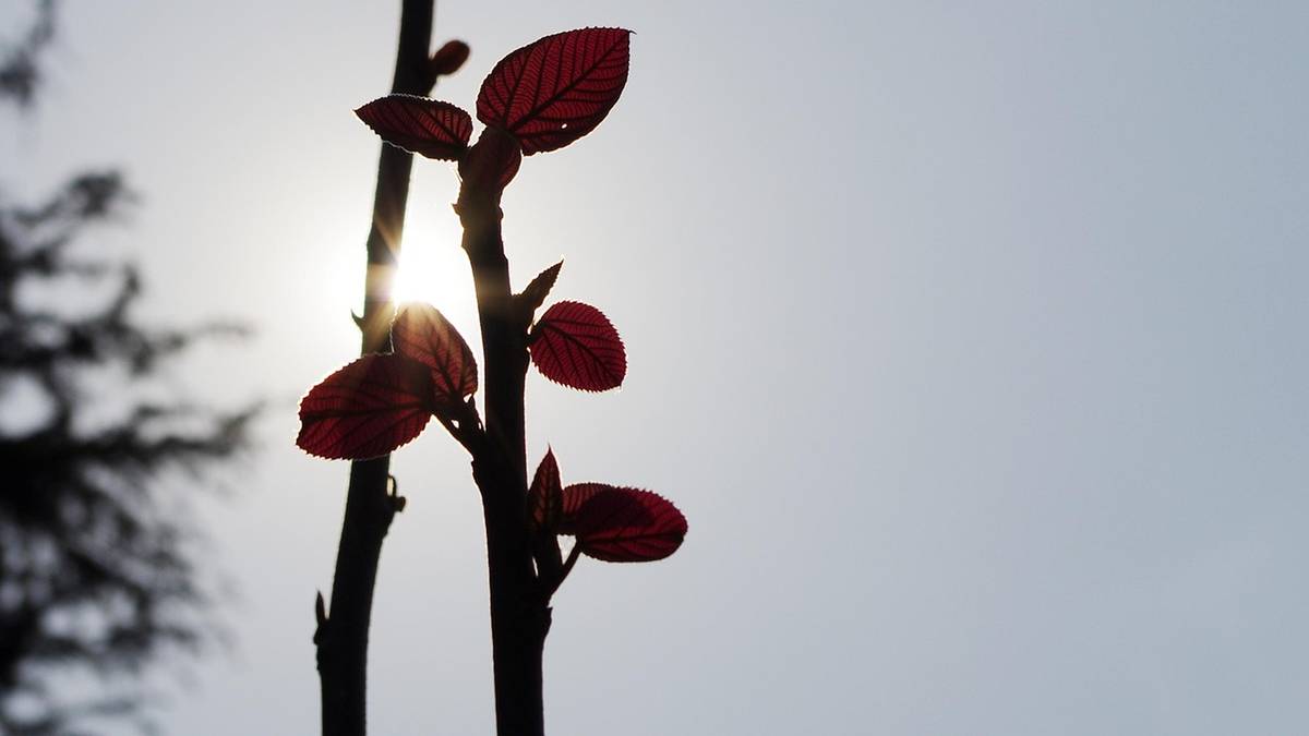 Dłuższe wiosenne dni. Pogoda na start tygodnia. 3 Gałązka z młodymi, czerwonymi pąkami na tle jasnego, lekko zachmurzonego nieba, z przebijającym przez nią słońcem.
