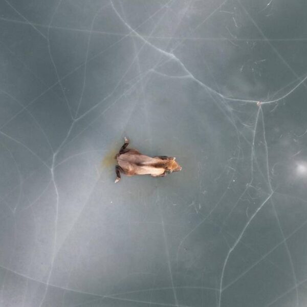 Polskie życie 70 Gigant uwięziony w lodzie. Heroiczna interwencja ratowników.