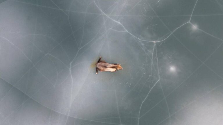 Gigant uwięziony w lodzie. Heroiczna interwencja ratowników. 4