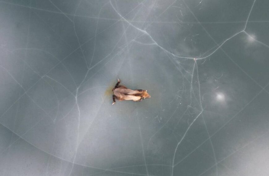 Polskie życie 96 Gigant uwięziony w lodzie. Heroiczna interwencja ratowników.