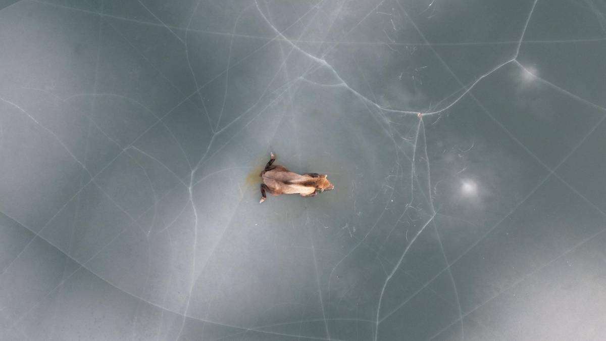 Gigant uwięziony w lodzie. Heroiczna interwencja ratowników. 3 Żubr leżący na zamarzniętej tafli jeziora.