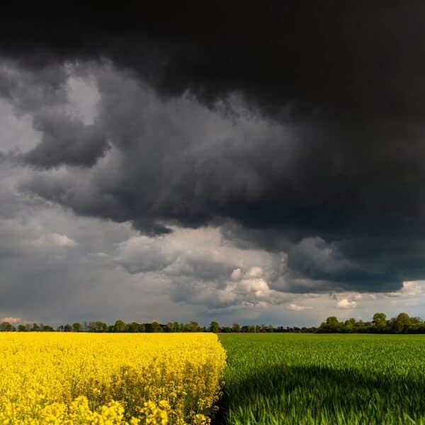 Bliskowschodnie wrzenie windowuje ceny ziarna. Jak to wpłynie na farmerów?