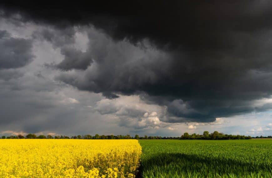 Bliskowschodnie wrzenie windowuje ceny ziarna. Jak to wpłynie na farmerów?