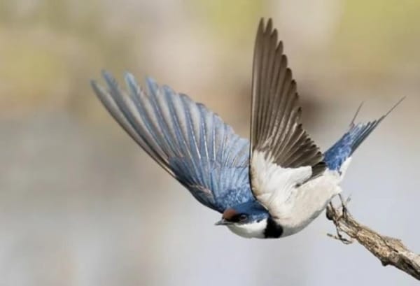 Dzień Mauritiusa 13