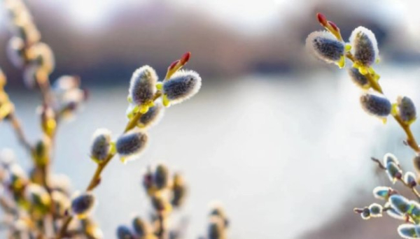 Przesilenie wiosenne, Wierzbówka