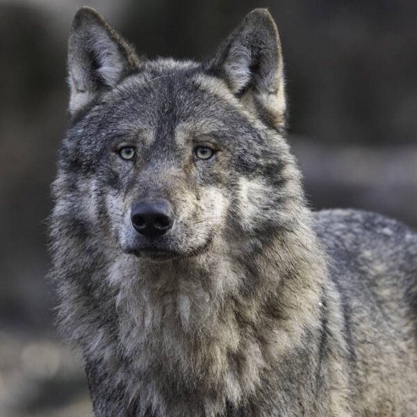 Polskie życie 44 Łowczy zabił szarego drapieżnika. Tłumaczył się pomyłką z rudzielcem. Oczyszczony…