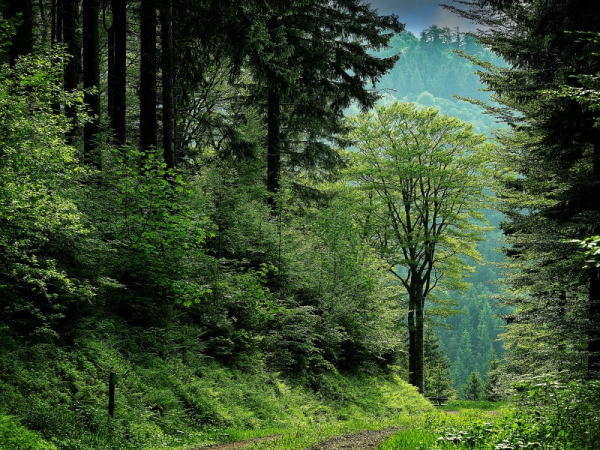 Dziesięć faktów o lasach