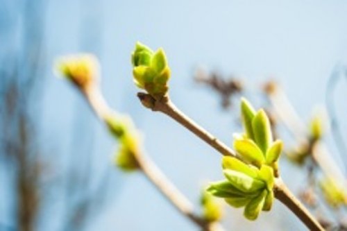 Polskie życie 54 Ladodenie