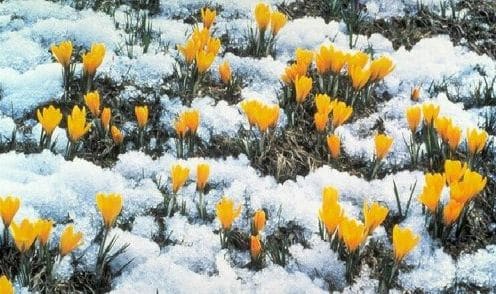 Jakie są oznaki wiosny?