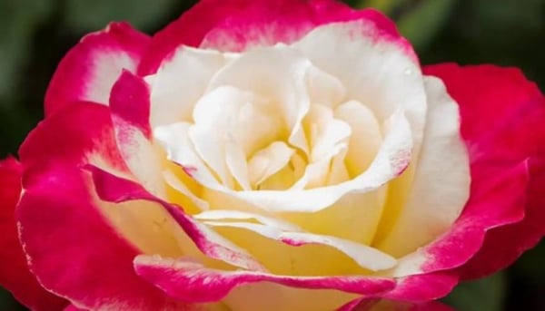 Rizvan: Czy wiesz coś na temat tego kwietniowego święta? 4