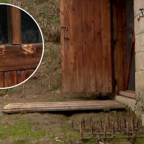 Bliskie spotkania z niedźwiedziami w zabudowaniach. „U kumpla wlazł przez&hellip;