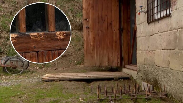 Bliskie spotkania z niedźwiedziami w zabudowaniach. "U kumpla wlazł przez szybę" 11