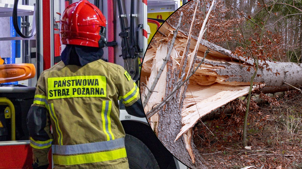 Silne wiatry w Polsce. Straż pożarna interweniuje setki razy, park Łazienki Królewskie niedostępny. 3 Strażak w mundurze Państwowej Straży Pożarnej stoi obok wozu strażackiego. Obok widok na powalone drzewo z po ślady silnego wiatru.