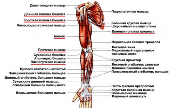 Anatomia mięśni ramienia 4