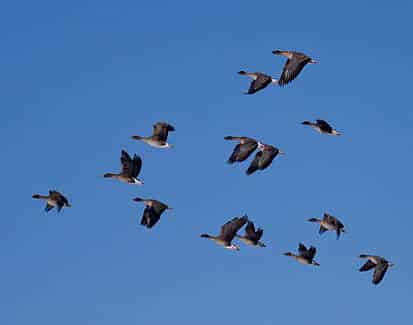 Dlaczego 16 kwietnia zwyczajowo namaszczano ducha wody i nakładano korony krowom bochenkami chleba? 9