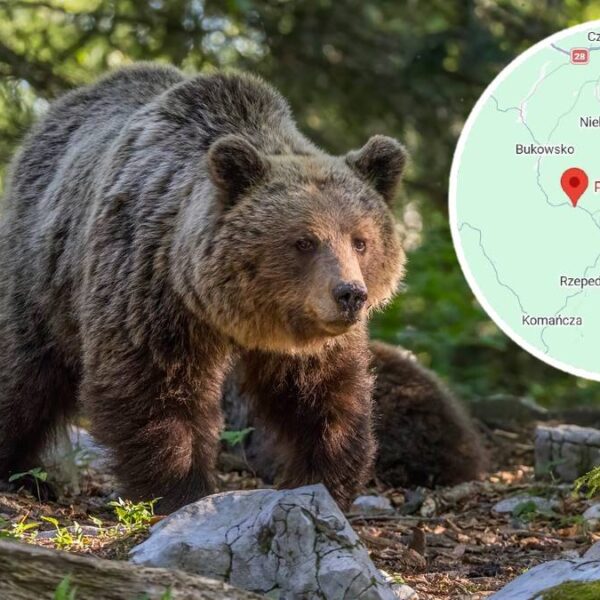 Atak niedźwiedzia na Podkarpaciu. Nie żyje kobieta