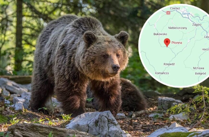 Atak niedźwiedzia na Podkarpaciu. Nie żyje kobieta